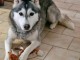 Husky sib&eacute;rien contre bon soin 