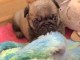Je donne chiots type carlin 