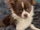 Adoption chiots chihuahua lof 