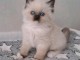 &Agrave; adopter chatons ragdoll disponible 