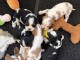 Chiots cavalier King Charles disponible pour adoption 