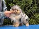 Chiots spitz nain disponible 