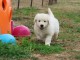 Adorable chiots golden retriever disponible 