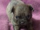 Magnifique chiots chihuahua femelle a prix raisonnable 