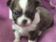 Chiots chihuahua femelle a prix mini 