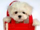 Chiots Bichon fris&eacute; femelle a petit prix 