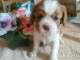 Chiots cavalier King Charles femelle 