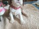 Magnifique chiots cavalier king charle pour adoption 