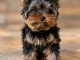 B&eacute;b&eacute; chiots yorkshire terrier &agrave; vendre 