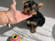 Adorable chiots yorkshire femelle 