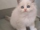 Je donne chaton ragdoll femelle 