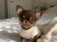 Type d&rsquo;annonce Chiots chihuahua m&acirc;le 