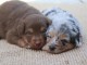 Dons b&eacute;b&eacute; chiots berger australien 