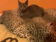 Je donne chaton chartreux disponible 