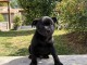 Adorable chiots Staffordshire disponible 
