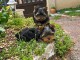 Adorable chiots York m&acirc;le 
