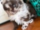 Chiots spitz nain disponible 
