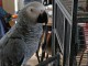 Perroquets gris du Gabon disponible 