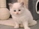 Adorable chaton ragdoll femelle 