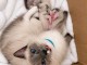 Annonces chaton ragdoll disponible 