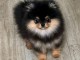 Magnifique chiots Spitz nain Pom&eacute;ranien femelle a place 