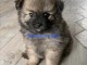Adorable chiots spitz nain disponible 