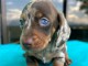 Magnifique chiots teckels &agrave; vendre 