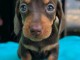 Teckels nain disponible pour adoption 