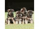 Adoption chiots berger allemand 
