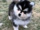 Je donne chiots pomsky disponible 