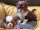 chiots chihuahua pour saillie 