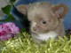 Je donne chiots chihuahua m&acirc;le 