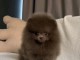 Chiots spitz nain disponible femelle 