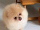 Chiots spitz nain disponible int&eacute;ress&eacute; veuillez me contacter 