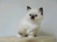 Type chaton sacr&eacute; de brimanie femelle 