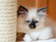 Adorable chaton sacr&eacute; de brimanie disponible 