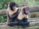 Couple singe capucin a c&eacute;d&eacute; 