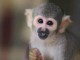 Magnifique singe capucin m&acirc;le disponible 
