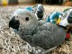 Perroquets gris du Gabon disponible 