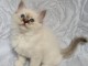 Je donne chaton sacr&eacute; de brimanie m&acirc;le 