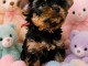 Dons chiots yorkshire terrier 