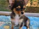 Chiots chihuahua femelle a donner 