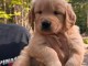 Chiots golden retriever disponible &agrave; donner 
