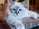 Chaton sacr&eacute; de brimanie disponible 