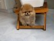 Je donne chiots spitz nain femelle 
