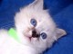 Chaton sacr&eacute; de brimanie disponible &agrave; adopter 