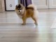 Chiots pomsky disponible 