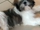 Magnifique chiots shih Tzu disponible 
