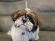 Je donne chiots Shih Tzu M&acirc;le 