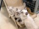Chaton ragdoll disponible femelle 